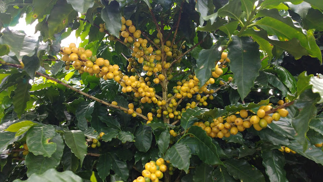 Fazendas Serra Coffee - Patrocínio, MG
