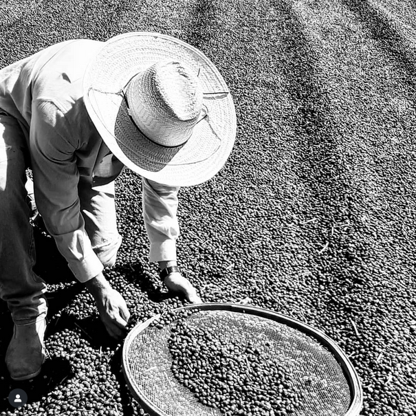 Grãos de café torrados artesanalmente
